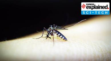 mosquito sense of smell, Express Explained, mosquito, mosquito repellent, bug repellent, Explained, Indian Express Explained, Opinion, Current Affairs