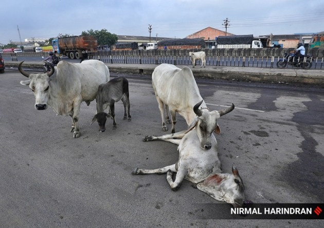 Lumpy Skin Disease A Viral Infection Killing Cattle Sweeps Gujarat India News News The 8694