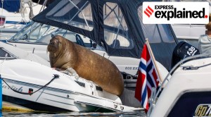 Explained: Why has Norway killed Freya, a walrus that had won people’s hearts?