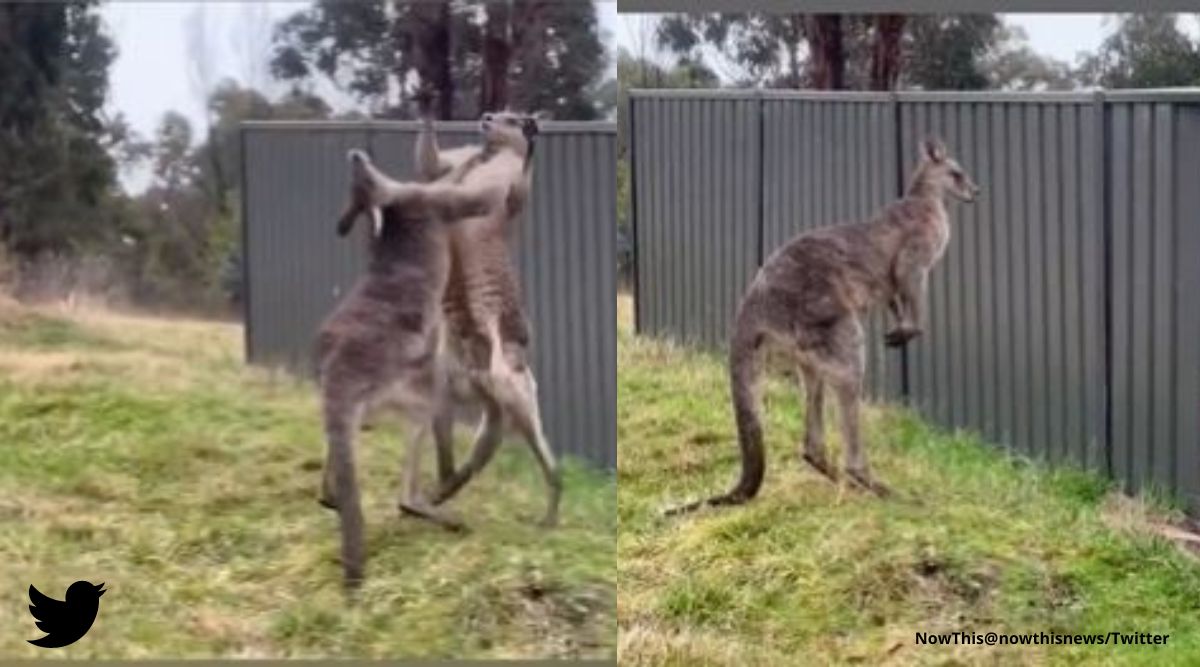 Two large kangaroos engage in 'boxing match', one crashes onto fence. Watch  video | Trending News,The Indian Express