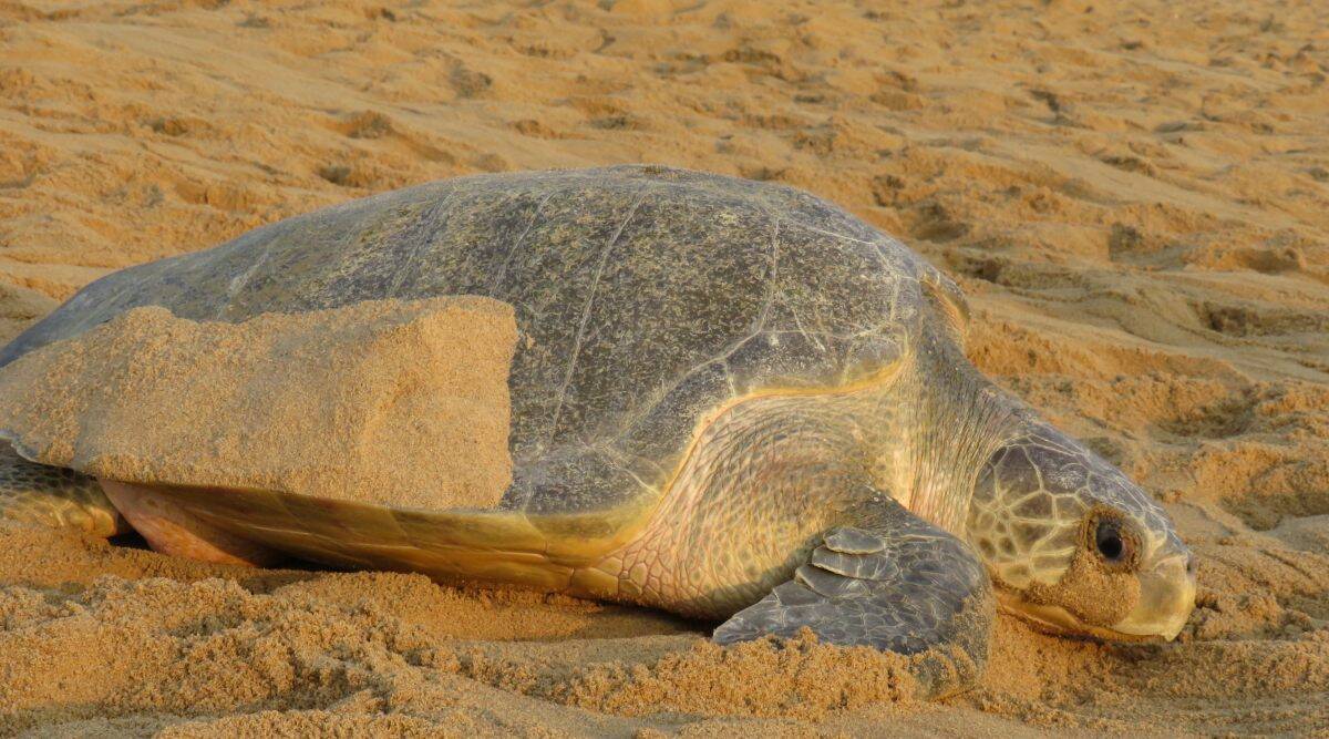 Researchers Lose Contact With 4th Of 5 Olive Ridley Turtles Tagged For First Time Mumbai News 