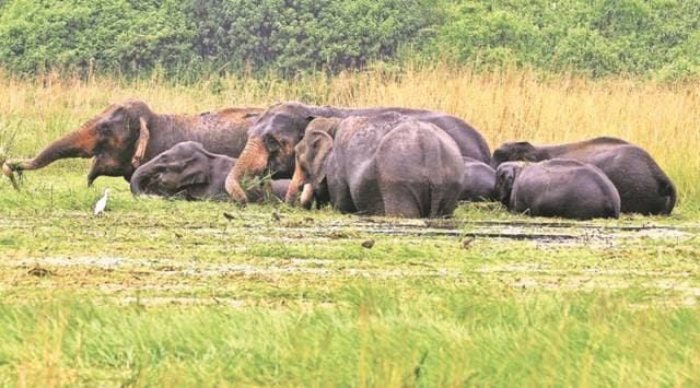  In the last three years, Dandeli Elephant Reserve has been notified by Karnataka, Singphan Elephant Reserve by Nagaland and Lemru Elephant Reserve in Chhattisgarh. (File photo/Representational)