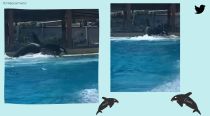 Watch video: Killer whales attack each other in US amusement park