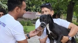 stray dogs, supertech