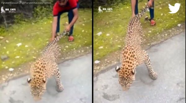 leopard pulled by man, man pulls leopard, leopard video, leopard, leopard viral video, indian express