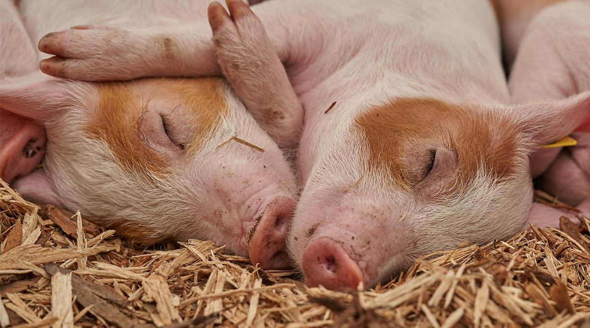 A ‘reversible’ form of death? Scientists revive cells in dead pigs’ organs