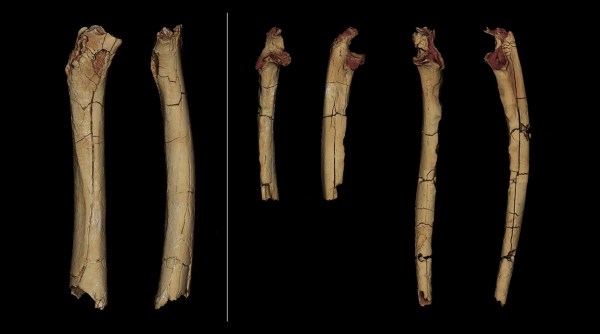 Cette image fournie par l'Université de Poitiers en août 2022 montre le fémur gauche, en vue postérieure et médiale, et l'ulna droit et gauche, en vue antérieure et latérale de Sahelanthropus chadensis.