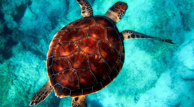 When a female turtle digs a nest on a beach, the temperature of the sand determines the gender of the hatchlings. (Illustrative image) (Image credit: Pixabay)