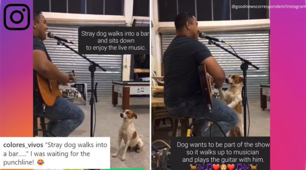 stray dog, enjoys, live music, guitar, dog