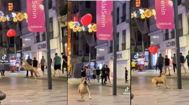 Street dog, plays with balloon, heart-shaped balloon, Turkey, Istanbul, viral, trending, Indian Express