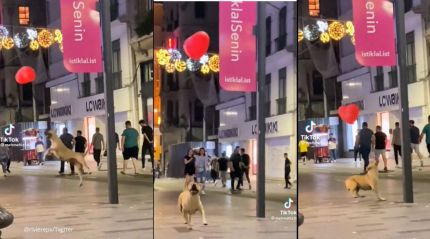 Street dog plays with a heart-shaped balloon in Turkey. Video wins hearts online