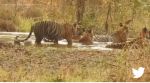 group of tigers, tiger herd enjoying in pond, tiger herd video, group of tigers enjoying monsoon, indian express
