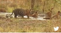 IFS officer shares clip of tigers relaxing in a pond during onset of monsoons. Watch