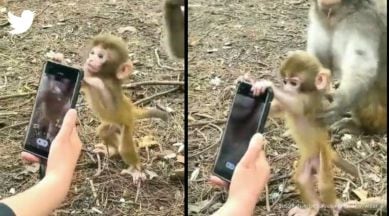 monkey video, monkey tries to grab phone, monkey viral video, Susanta Nanda, indian express