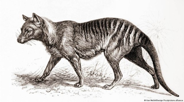 Tasmanian tigers, mammoths: Are de-extinction projects human vanity ...