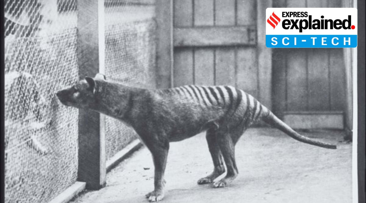 Tasmanian tiger: The plan to bring 'a dingo with a pouch' back