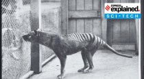 How scientists are planning to 'resurrect' extinct Tasmanian Tiger