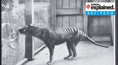 Explained: How scientists are planning to 'resurrect' the extinct Tasmanian  Tiger | Explained News,The Indian Express