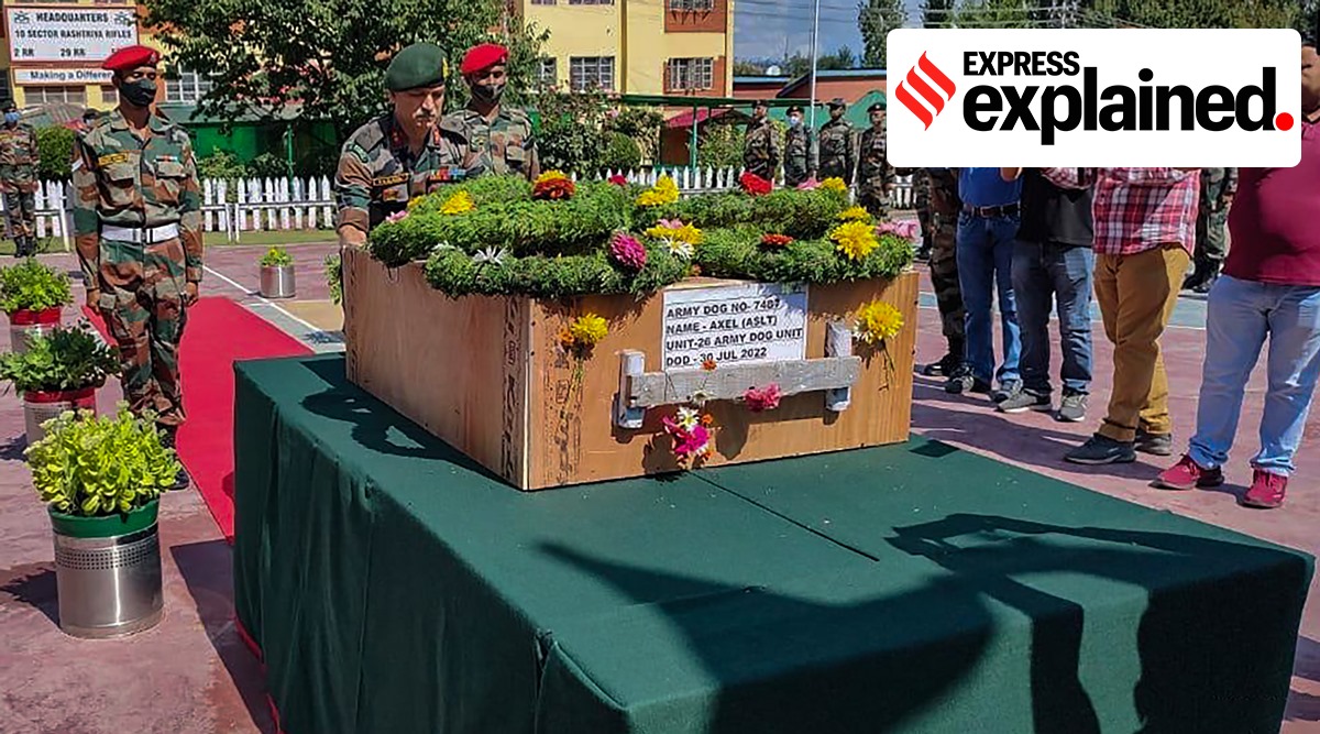 Security personnel pay tribute to the mortal remains of Axel, army's elite assault dog squad shot dead by a terrorist in Kashmir during a counter terrorism operation, in Baramulla district, Sunday, July 31, 2022. (PTI Photo)