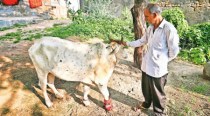 Kutch emerges epicentre of Gujarat’s Lumpy Skin disease outbreak