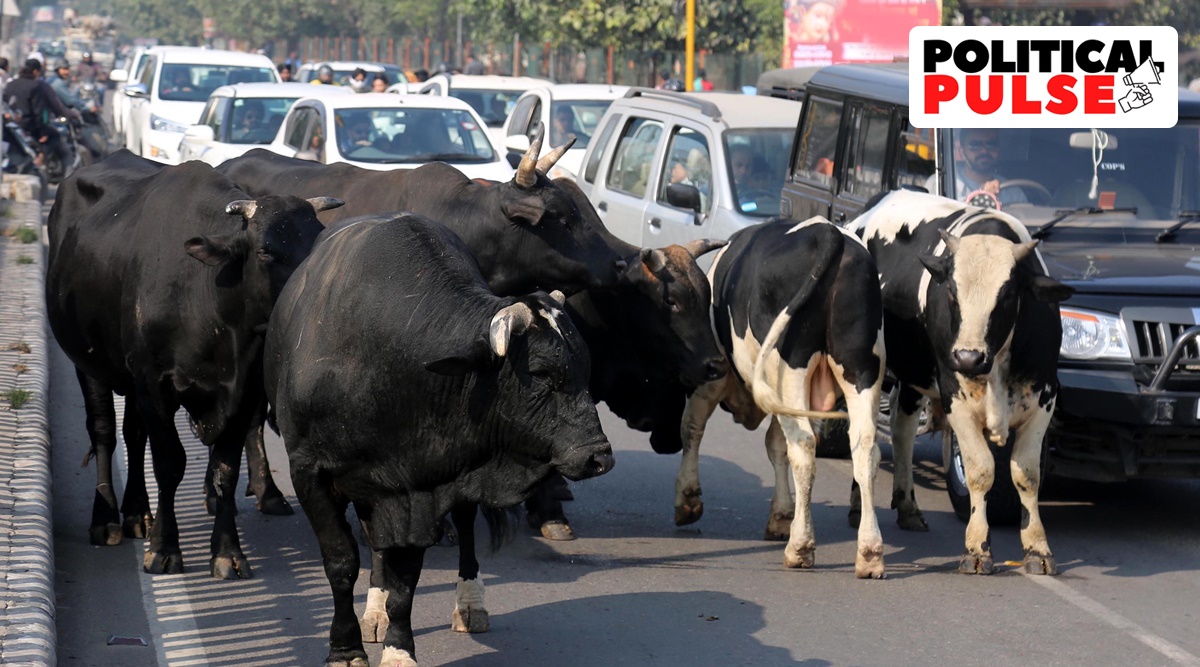 Why Gujarat hasn't been able to take the cow by its horns