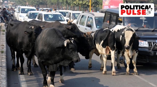 On March 31, after a debate that continued well past midnight, the Gujarat Assembly passed a Bill in the Assembly to license, regulate and prohibit cattle movement in urban areas of Gujarat. (Express file)