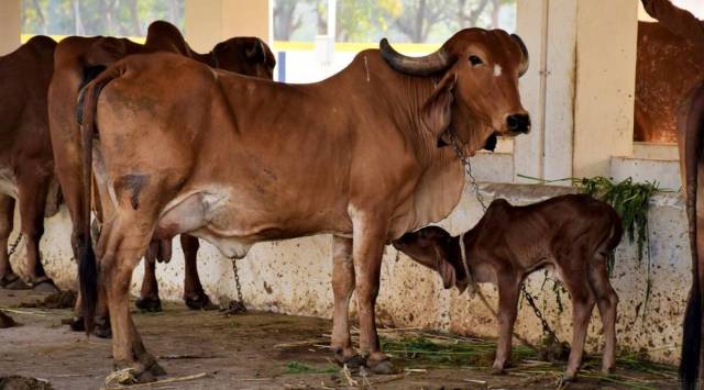 The AMC submission came during the mentioning of a contempt application alleging wilful disobedience of earlier high court orders on managing the stray cattle menace and directions on improving road conditions and traffic issues. (Express/File)