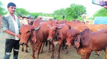 Animal lumpy skin disease, cattle disease, Gujarat animal husbandry department, Gujarat government, Gujarat latest news, indian express