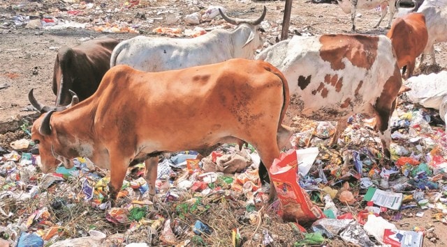 The court sought a report on stray cattle found in open areas in Ahmedabad. (File)