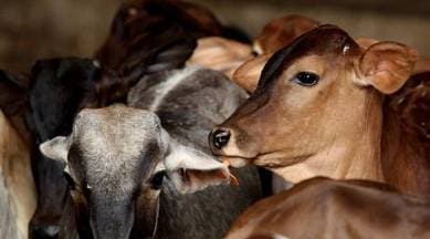 Gandhinagar, cattle, bovine, lumpy skin tease, cattle deaths, LSD, Ahmedabad latest news, Indian Express