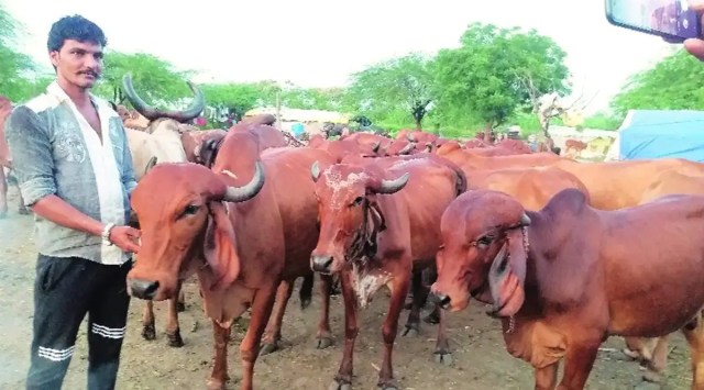 cows