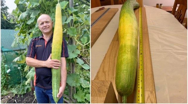 cucumber