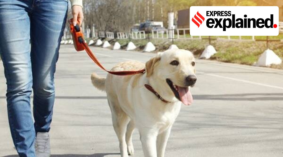 Some earlier studies have found dementia can occur in at least 14% to 35% of older dogs, The New York Times reported. (File Photo)