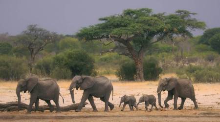 World Elephant Day: Largest animal running out of space, time
