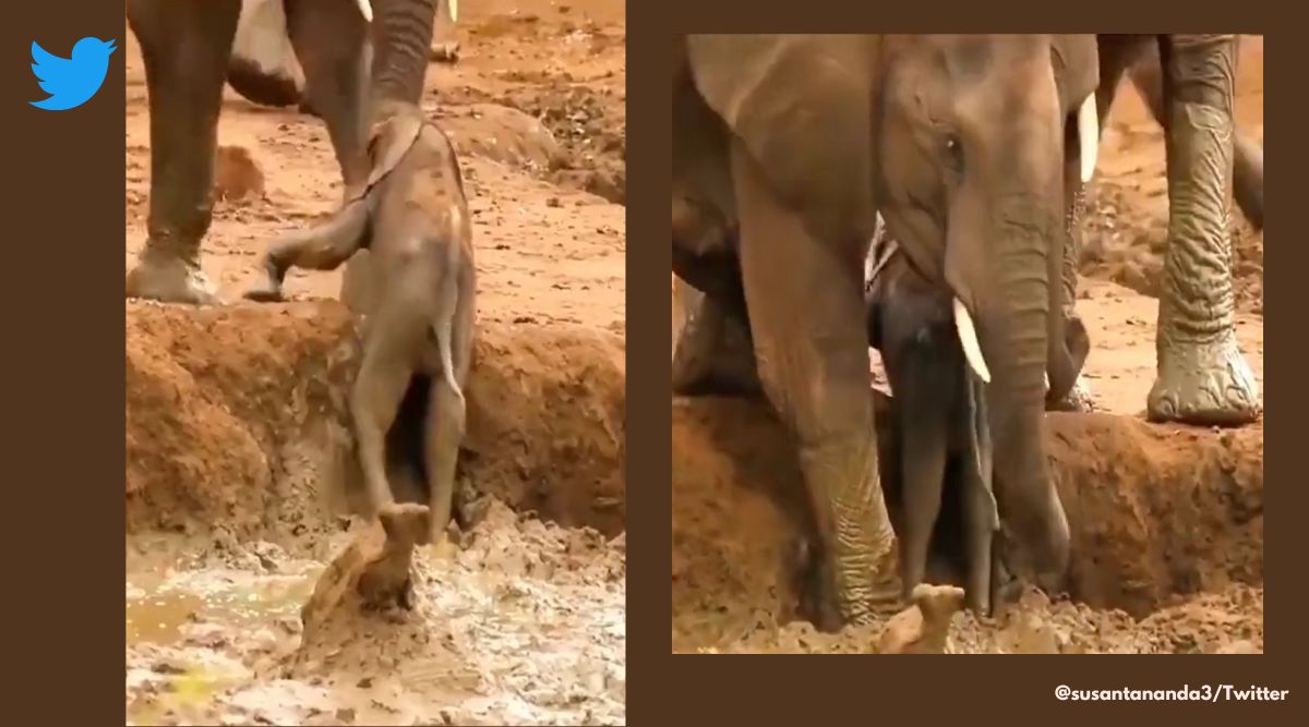 Elephants help calf get out of muddy pit, Elephant herd helps calf climb out of pit, Viral video elephant herd, Calf climb out of mud pit, watch mother elephant helps elephant calf, elephant videos, Indian express