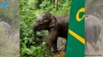 Elephant calf rescued and reunited with herd, Forest department reunited lost baby elephant with herd, Baby elephant united with herd, video lost baby elephant meets herd, Indian express
