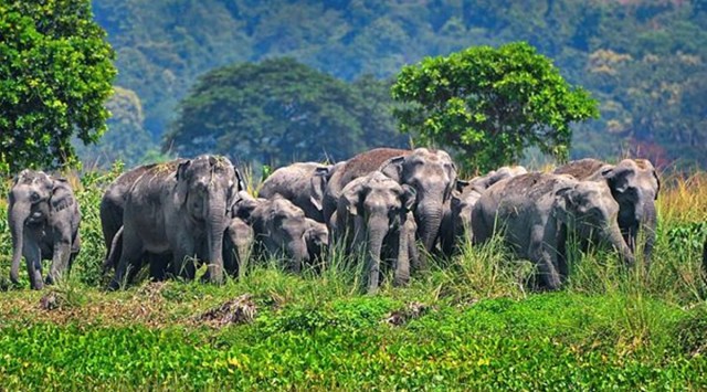 Loco pilots’ timely action saves lives of 12 elephants in Jharkhand ...