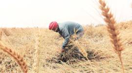 Union Minister for Jal Shakti Gajendra Singh Shekhawat, Raghav Chadha, Punjab crop, Crop diversification, Punjab agriculture, New Delhi, Indian Express