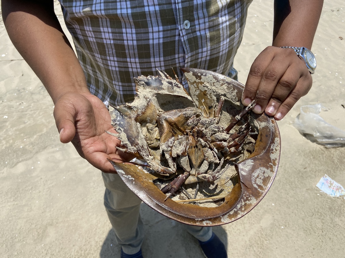 In West Bengal, marine strandings of endangered horseshoe crabs are