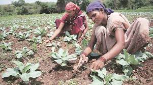 Pune, Pune farming, Pune farmers, Pradhan Mantri Fasal Bima Yojana (PMFBY), farmers insurance, Pune latest news, Indian Express