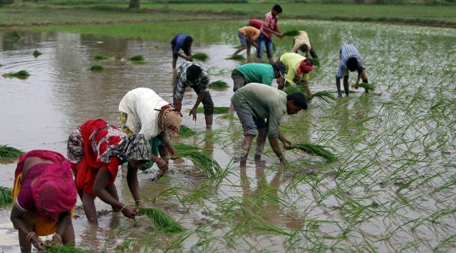 Farmers plant saplings in a rice field on the outskirts of Ahmedabad, India. (REUTERS/File Photo)