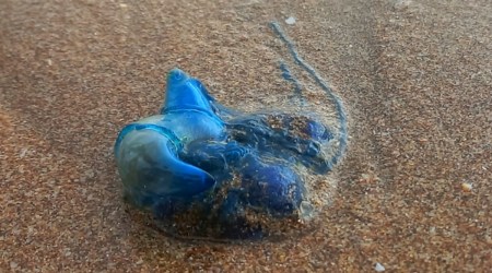 Venomous Blue bottle jellyfish spotted at Mumbai’s Girgaon Chowpatty beach