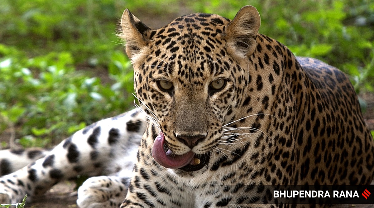 leopard, belagavi