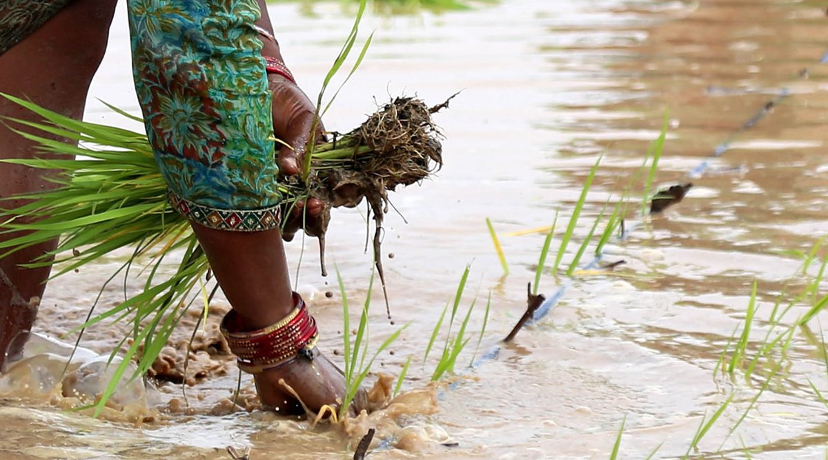 More than 15 lakh hectares of crop area in Maharashtra hit by latest spell of heavy rain | Cities News,The Indian Express