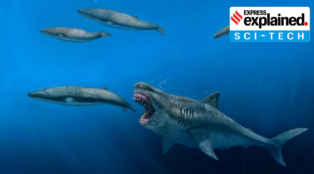 The giant megalodon shark could have devoured a creature the size of a killer whale in just five bites, suggests the study. (AP Photo)