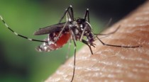 Are mosquitoes biting you more than your friends?