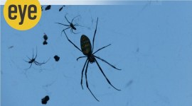 new-cover no alt set