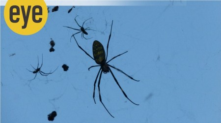 In the early dawn, a spider's cobwebs looks like an immense chandelier as the dewdrops are fired by the sunlight, or appear as ropes of pearls. (Photo: Ranjit Lal)

