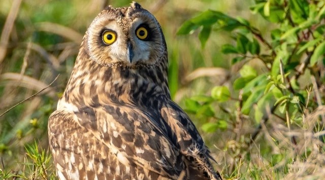 The researchers found out that owls did inhabit cemeteries but not due to their affinity for morbidity but because of the “favourable conditions” on those premises. (Twitter @WildlifeMag, representational)