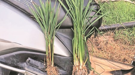 Samples of healthy and stunted paddy plants from a farmer's field at Rudrapur, Uttarakhand. (Express Photo)
